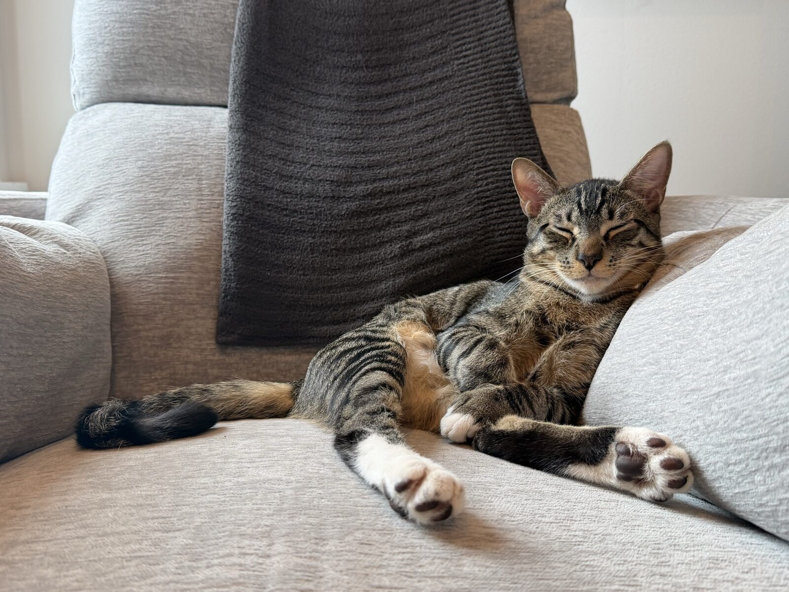 A tabby cat sprawled asleep against a couch cushion, legs splayed